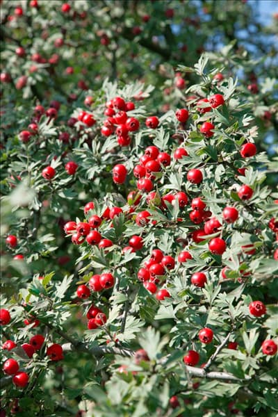 Crataegus monogyna