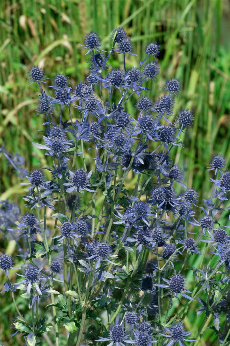Eryngium planum Blue Hobbit