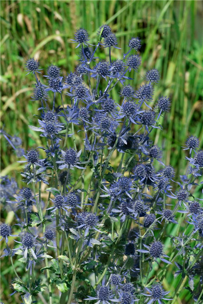 Eryngium planum 'Blue Hobbit'