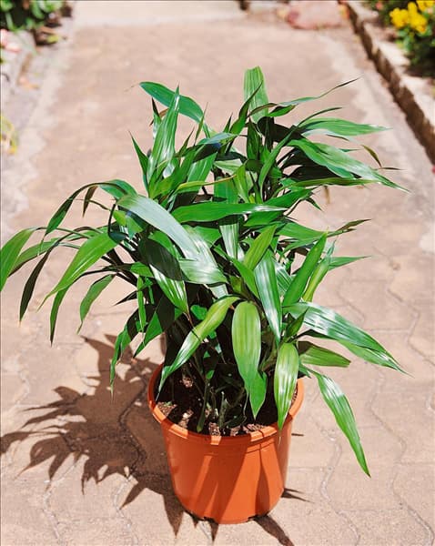DRACAENA SANDERIANA VIRESCENS