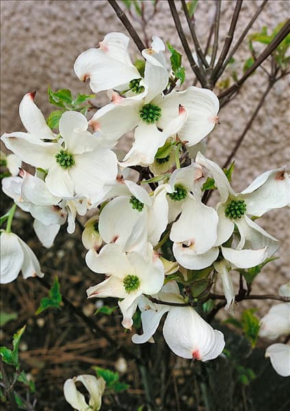 Cornus florida Rainbow