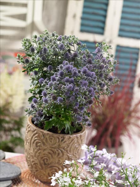 Eryngium planum Blue Hobbit