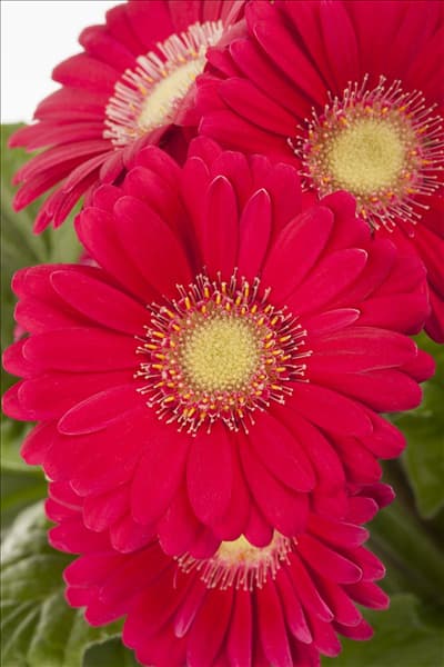 Gerbera