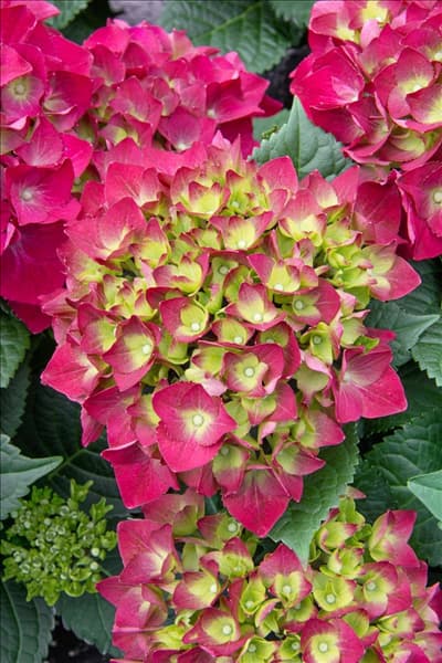 Hydrangea macrophylla Hot Red Purple ®
