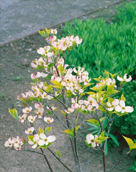 Cornus florida Rainbow