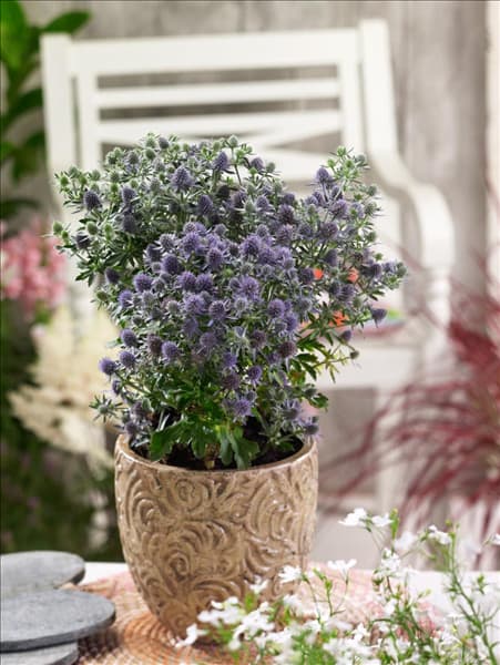 Eryngium planum Blue Hobbit