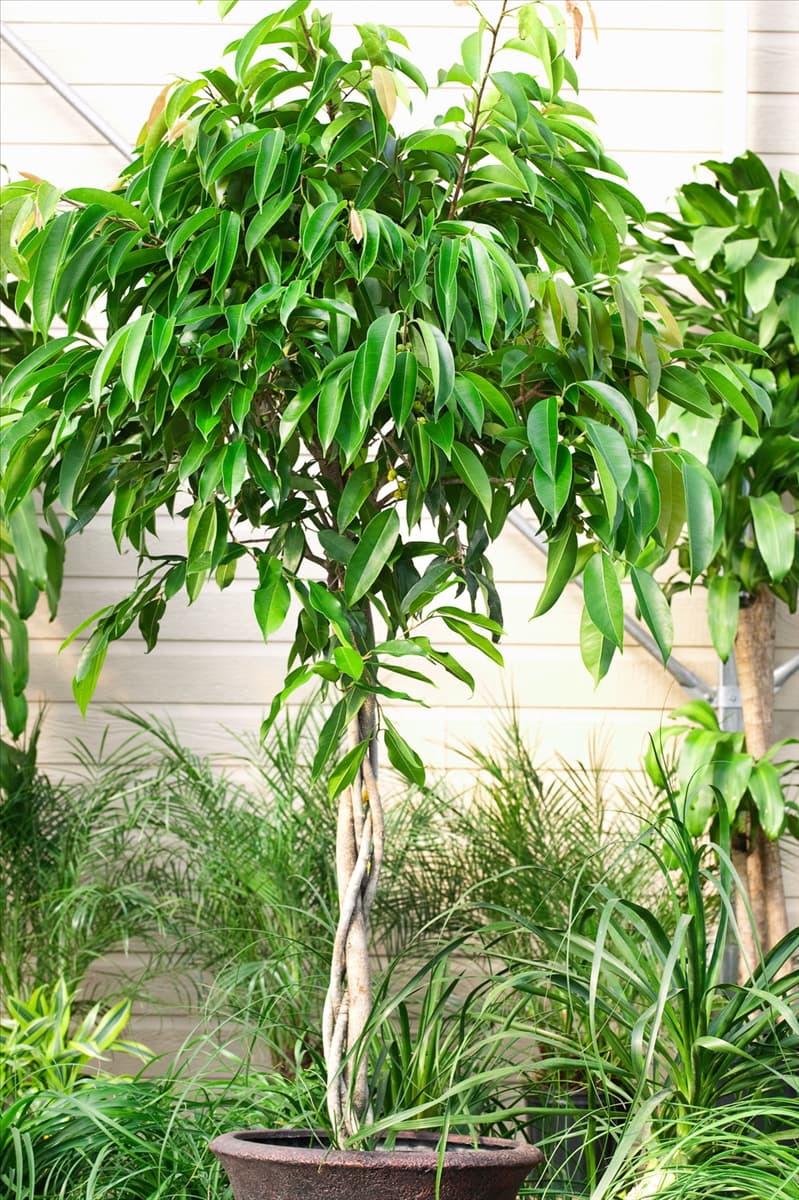 Ficus binnendijkii Amstel King