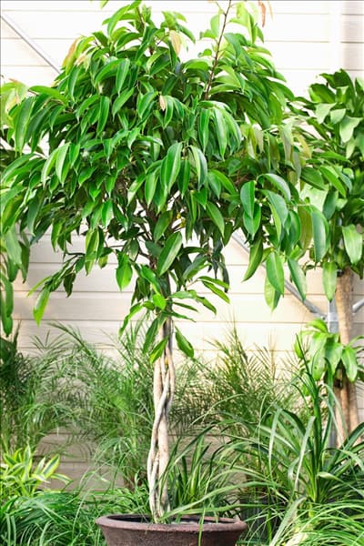 Ficus binnendijkii