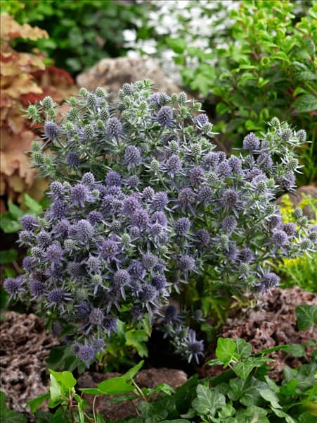 Eryngium planum Blue Hobbit