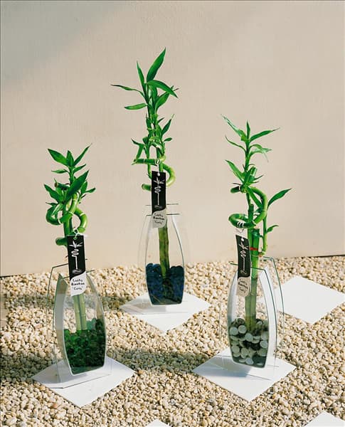 Dracaena sanderiana Lucky Bamboo
