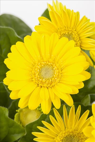 Gerbera