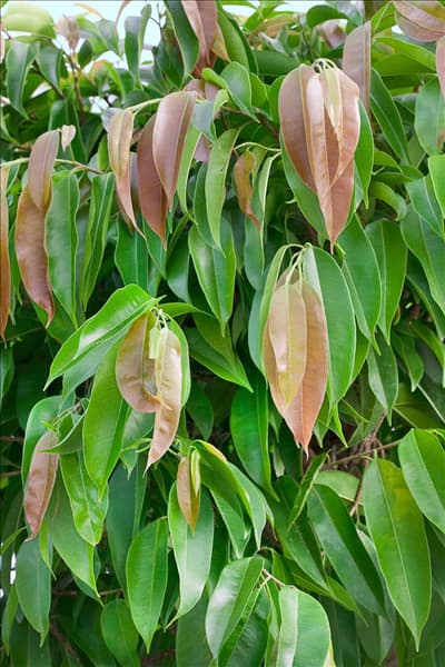 Ficus binnendijkii Amstel King