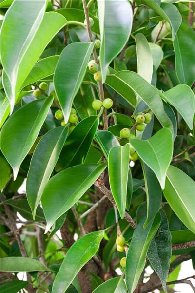 Ficus binnendijkii Amstel King