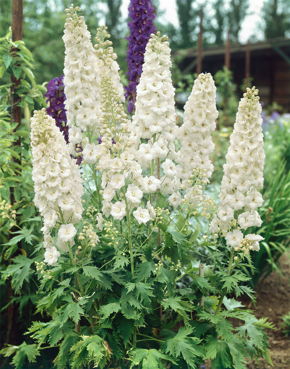 Delphinium Galahad