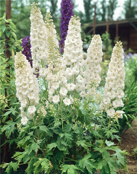Delphinium Galahad