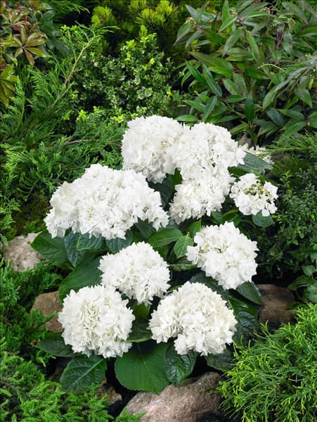 Hydrangea macrophylla Coco