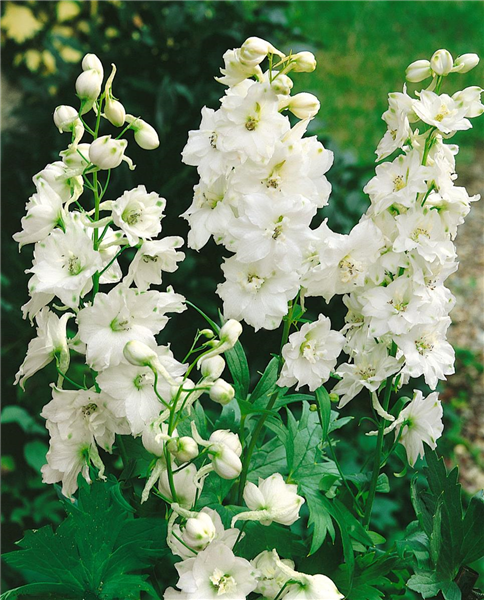 Delphinium Galahad