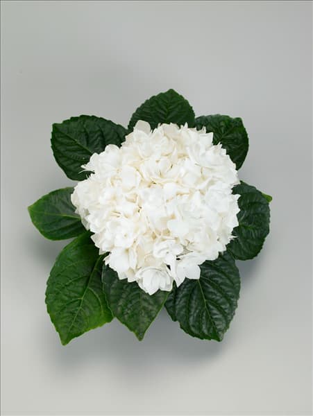 Hydrangea macrophylla Coco
