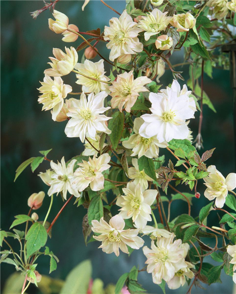 Clematis montana 'Pleniflora'