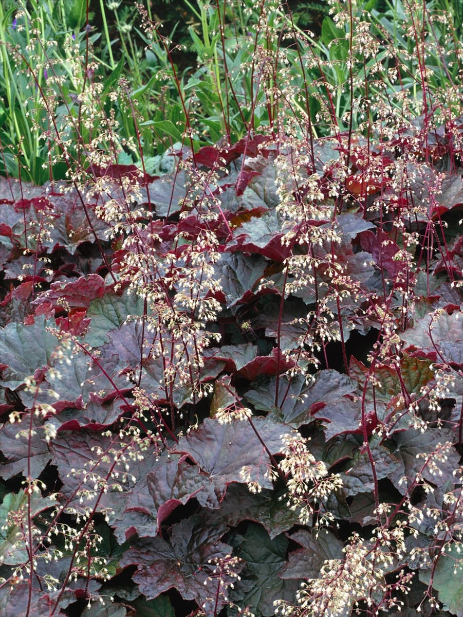 Heuchera Eden's Mystery