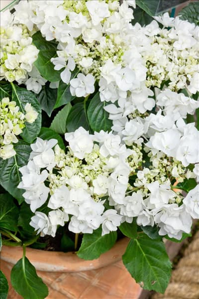 Hydrangea macrophylla Doublestar ® Coco