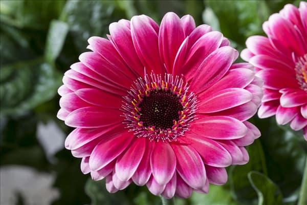 Gerbera
