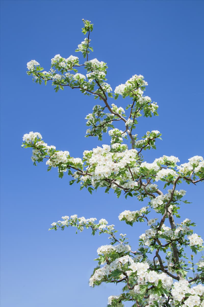 Crataegus monogyna Flexuosa