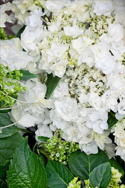 Hydrangea macrophylla Doublestar ® Coco