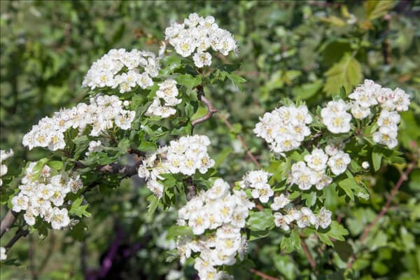 Crataegus monogyna Flexuosa