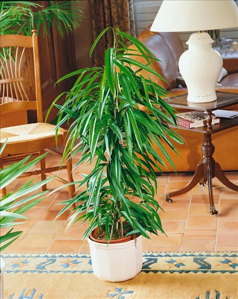 FICUS ALII