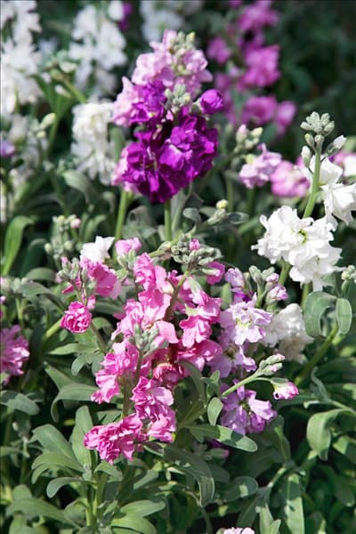 Erysimum cheiri