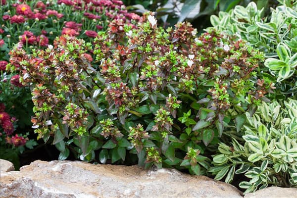 Abelia grandiflora