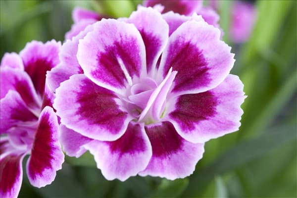 Dianthus