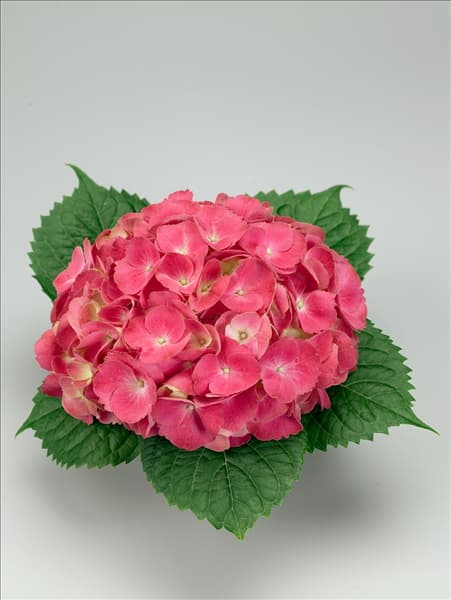 Hydrangea macrophylla Schöne Bautznerin