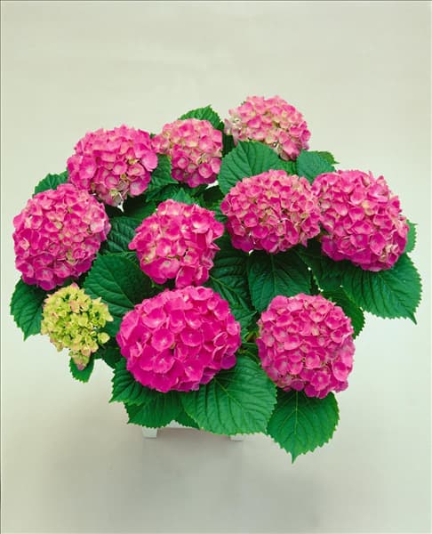 Hydrangea macrophylla Schöne Bautznerin