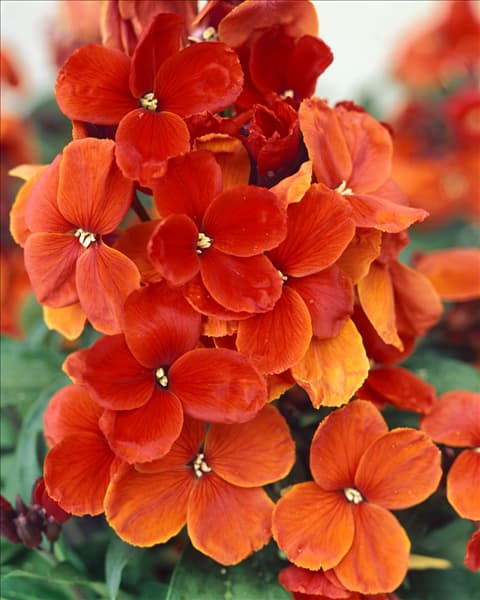 Erysimum cheiri scarlet