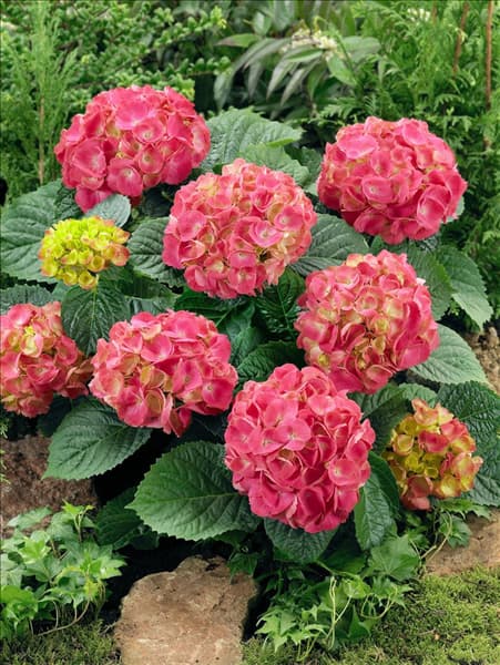 Hydrangea macrophylla Schöne Bautznerin