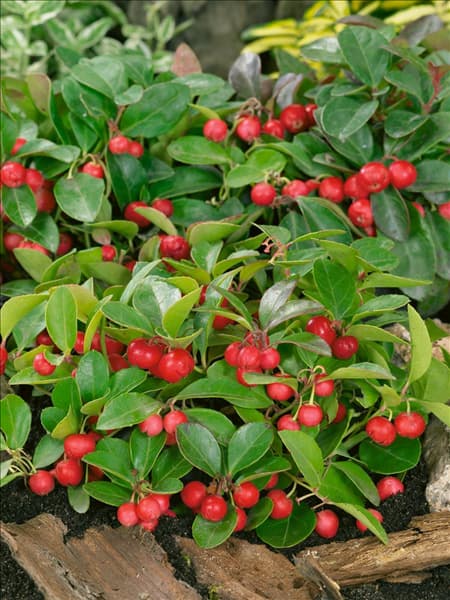 Gaultheria procumbens