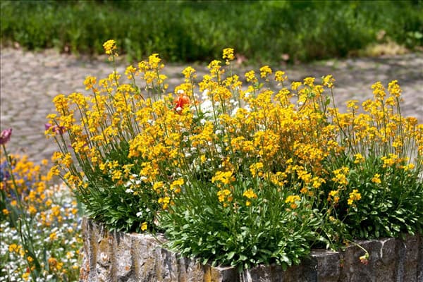 Erysimum cheiri