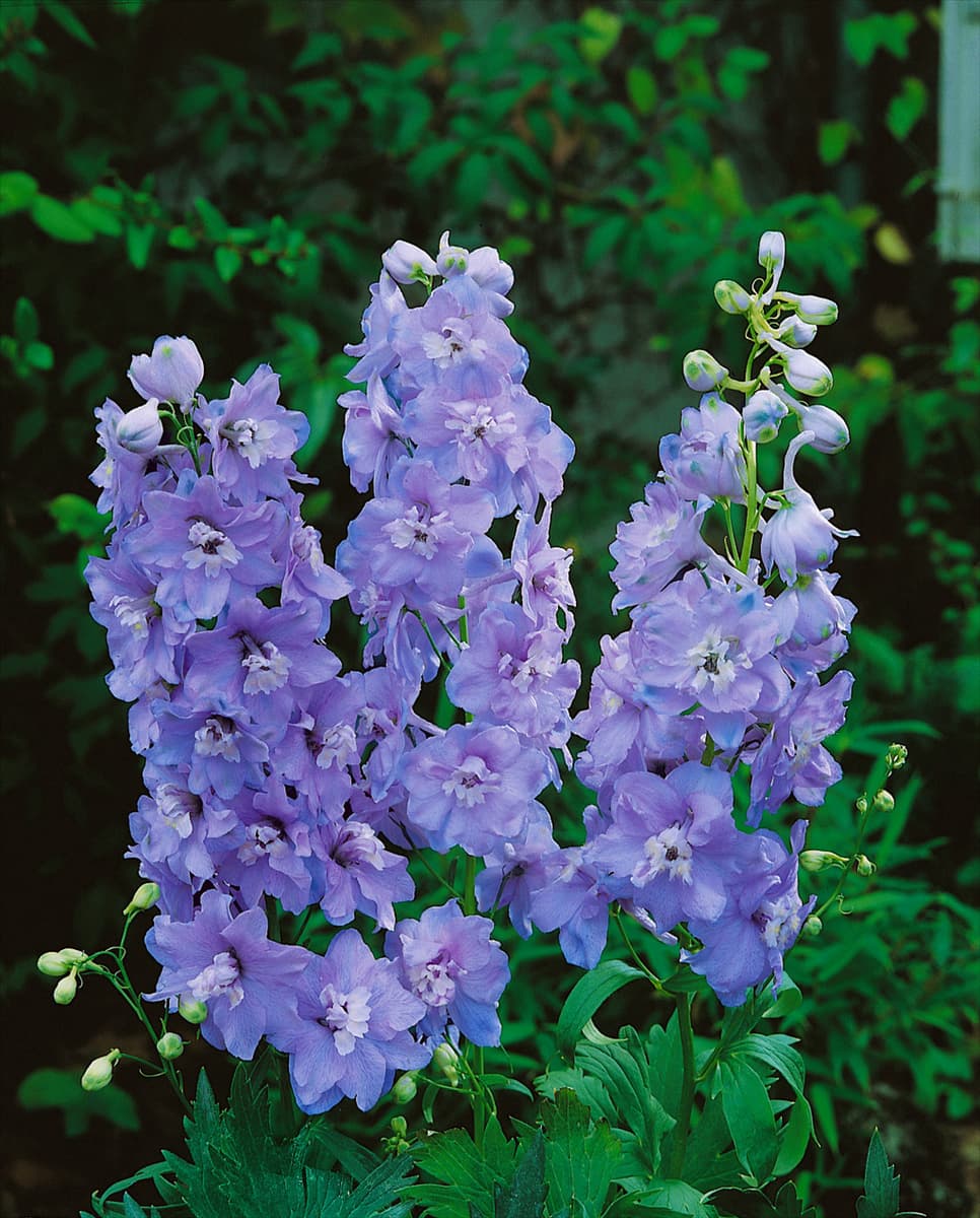 DELPHINIUM LADY GUINEVERE
