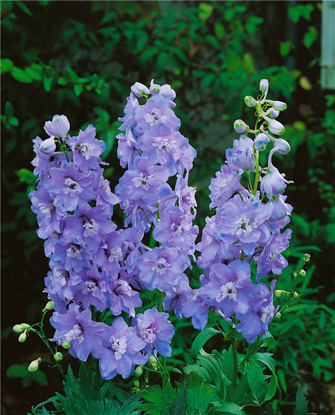 Delphinium pacific 'Guinevere'