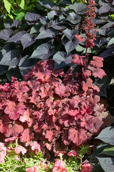 Heuchera Cherry Cola