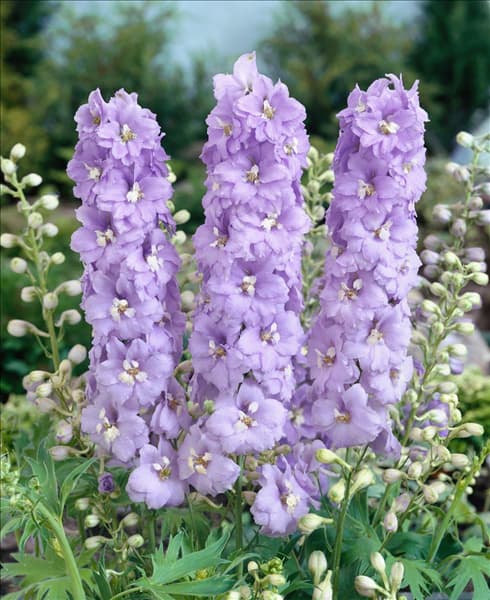 DELPHINIUM LADY GUINEVERE