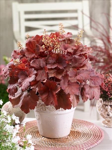 Heuchera Cherry Cola ®