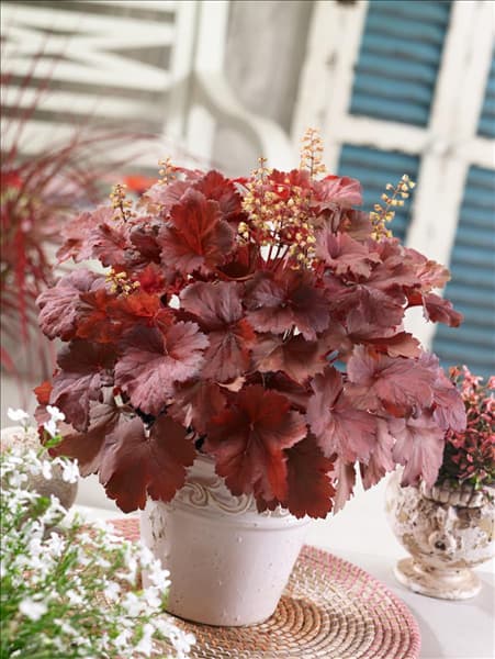 Heuchera Cherry Cola ®