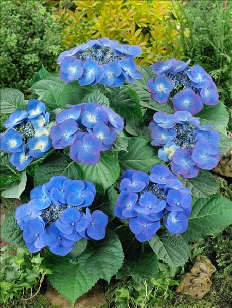 Hydrangea macrophylla Zorro (s)