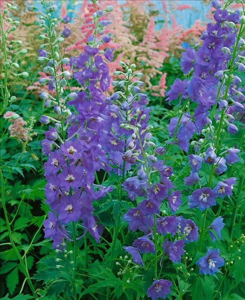 DELPHINIUM LADY GUINEVERE