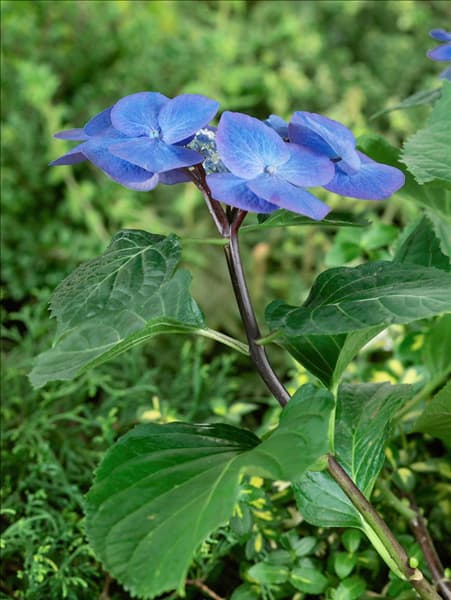 Hydrangea macrophylla Zorro (s)