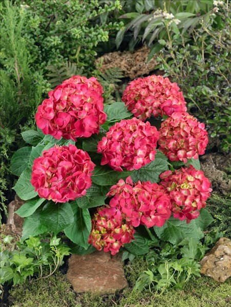 Hydrangea macrophylla Amsterdam (S)