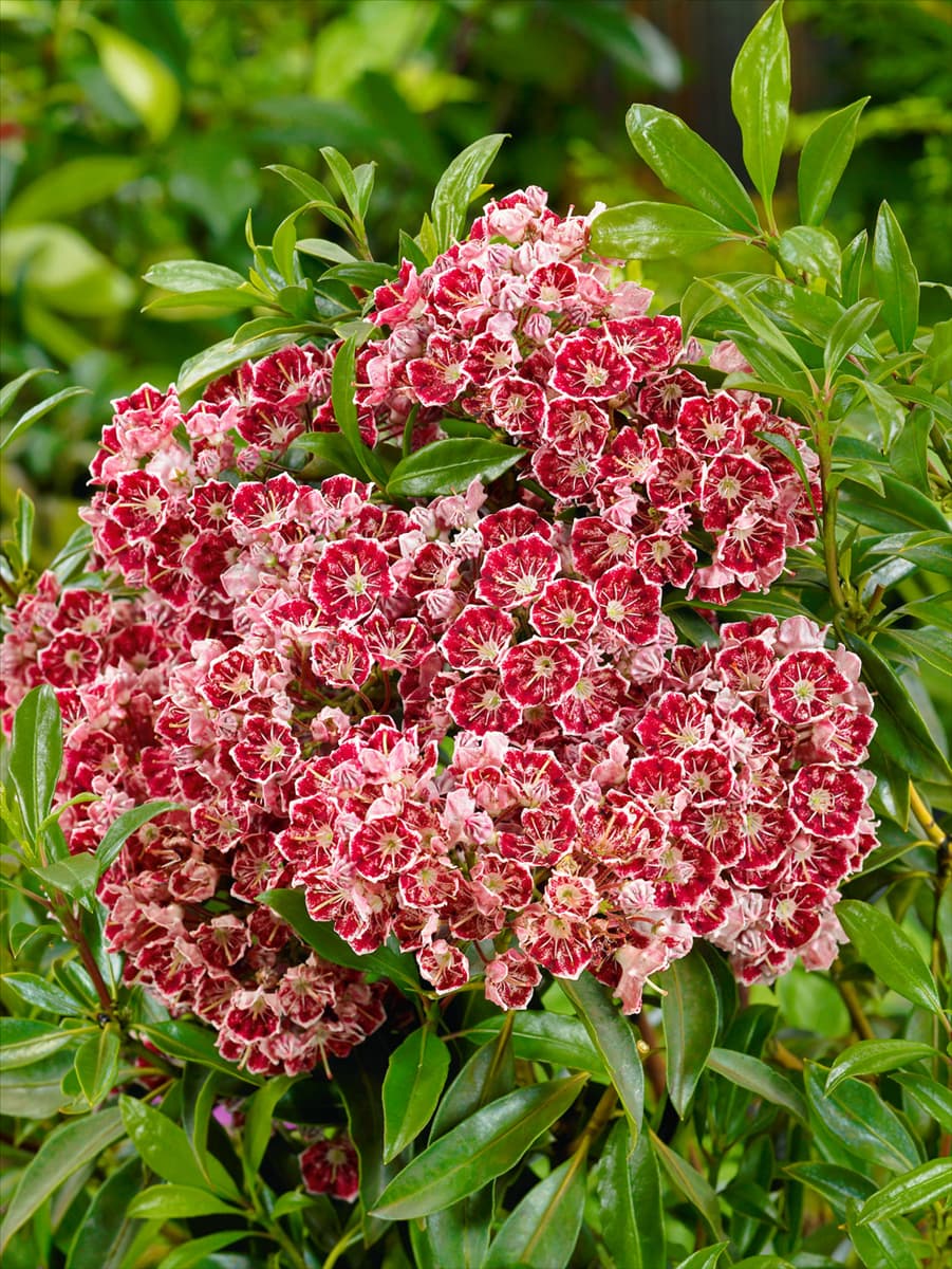 Kalmia latifolia Bullseye